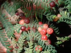 Austroacacidiplosis botrycephalae