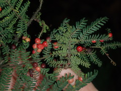 Austroacacidiplosis botrycephalae