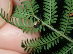 Monolepta subsuturalis