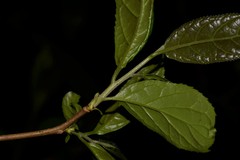 Ehretia acuminata