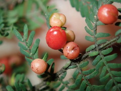 Austroacacidiplosis botrycephalae