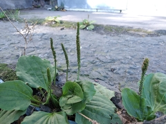 Plantago major