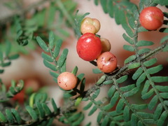 Austroacacidiplosis botrycephalae