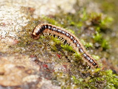 Isocladosoma maculatum