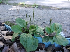 Plantago major