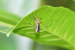 Armigeres subalbatus