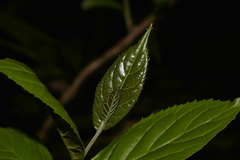 Ehretia acuminata