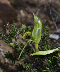 Pterostylis straminea
