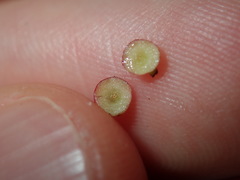 Austroacacidiplosis botrycephalae