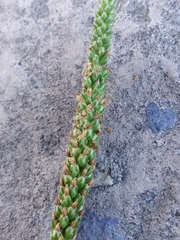 Plantago major