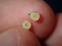 Austroacacidiplosis botrycephalae