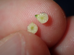 Austroacacidiplosis botrycephalae