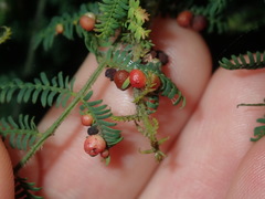 Austroacacidiplosis botrycephalae