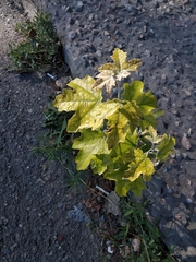 Populus alba