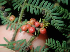 Austroacacidiplosis botrycephalae