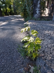 Populus alba