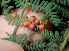 Austroacacidiplosis botrycephalae