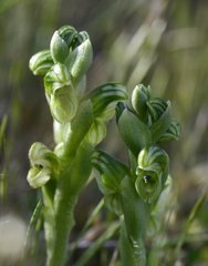 Pterostylis pratensis