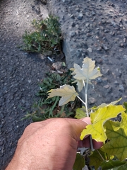 Populus alba