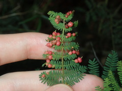 Austroacacidiplosis botrycephalae