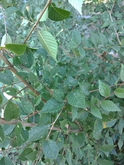 Ulmus pumila