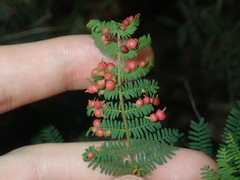 Austroacacidiplosis botrycephalae