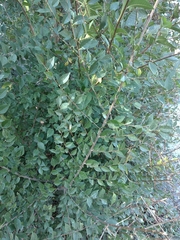 Ulmus pumila