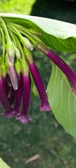 Iochroma cyaneum