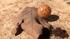 Atrusca quercuscentricola