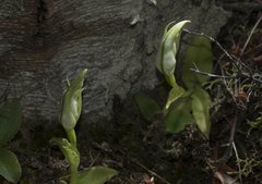 Pterostylis scabrida