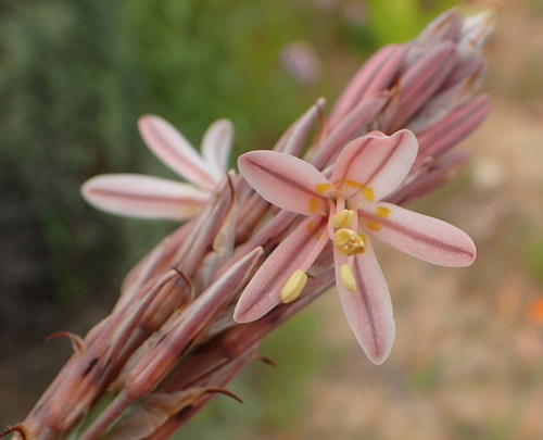 Image of Trachyandra falcata by (c) Nicola van Berkel, some rights reserved (CC BY-SA)