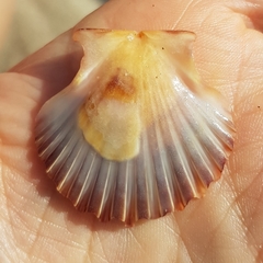 Pecten jacobaeus