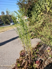 Erigeron canadensis