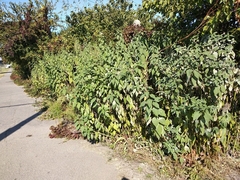 Helianthus tuberosus