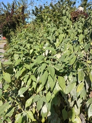 Helianthus tuberosus