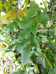 Ulmus minor