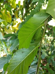 Ulmus minor