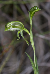 Pterostylis stenochila