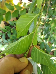 Ulmus minor