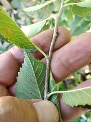 Ulmus minor