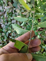 Ulmus minor