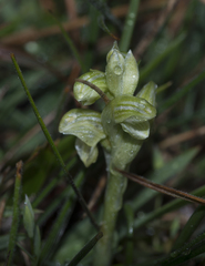 Pterostylis ziegeleri