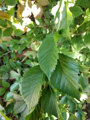 Ulmus minor