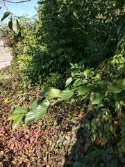 Ulmus minor