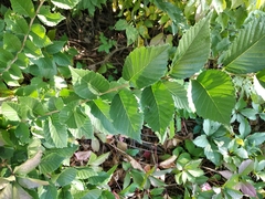 Ulmus minor