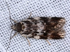 Barea prepta
