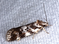 Barea prepta