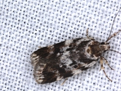 Barea prepta
