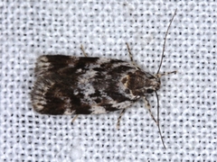 Barea prepta