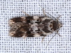 Barea prepta